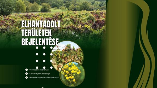 Segédanyag készült a szőlő aranyszínű sárgaságának felismeréséhez